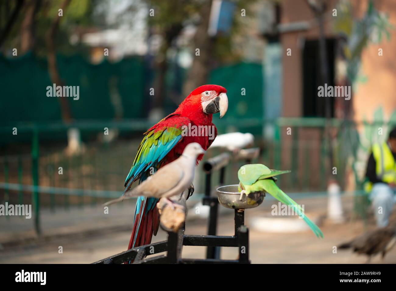 Portrait of colorful Scarlet Macaw parrot with green parrot and dove in zoo eating nuts Stock Photo
