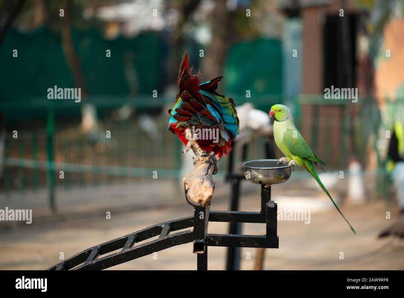 Portrait of colorful Scarlet Macaw parrot with green parrot in zoo eating nuts Stock Photo