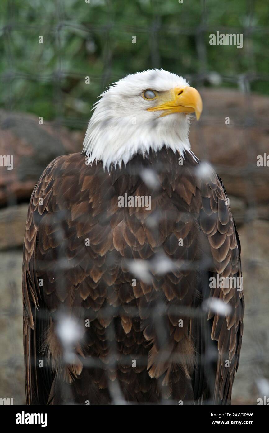 Weisskopfseeadler Stock Photo