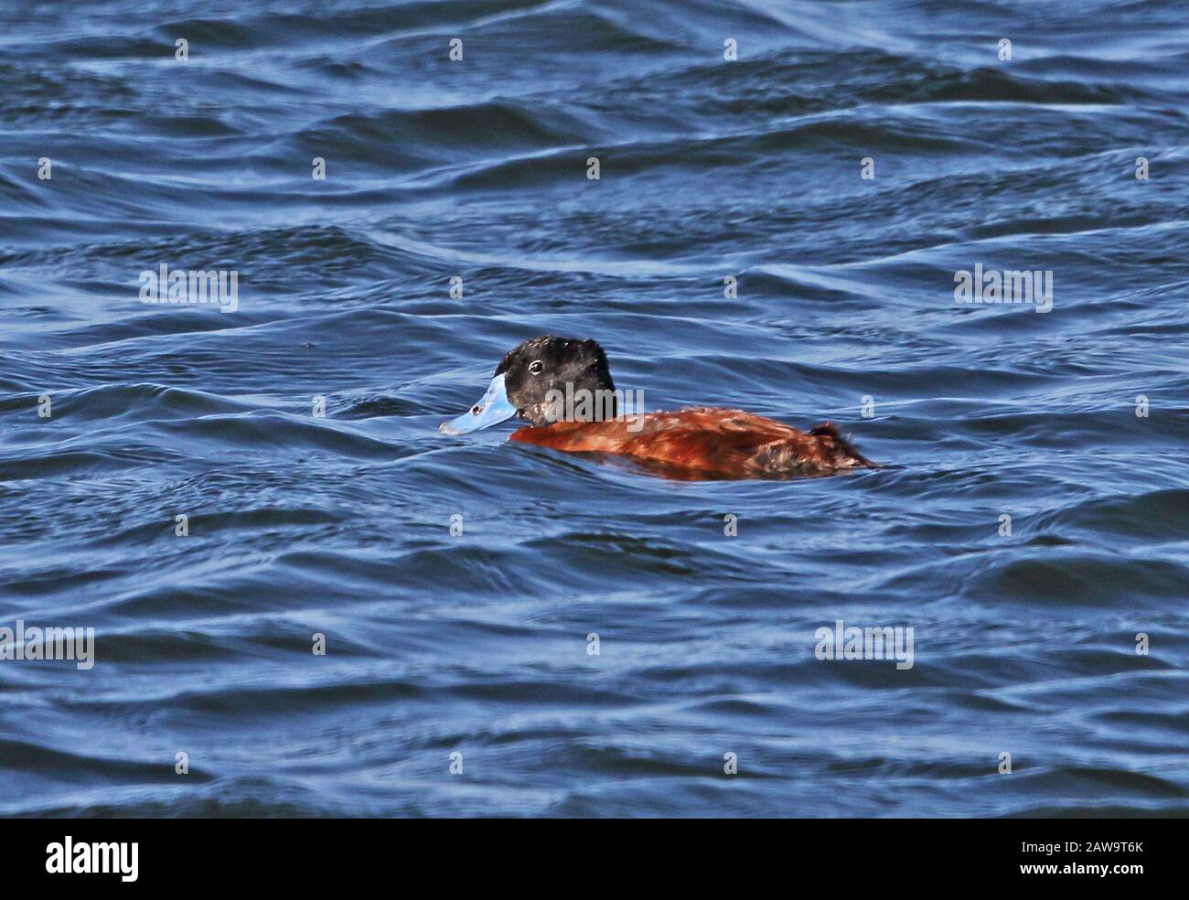 Maccoa Duck (Oxyura maccoa) adult male swimming on lake  Strandfontein Wetlands, South Africa             November Stock Photo