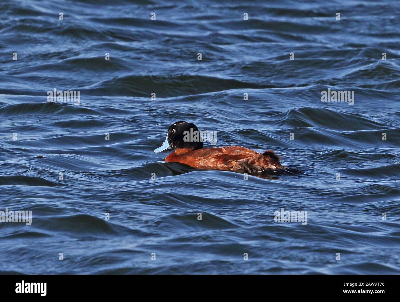 Maccoa Duck (Oxyura maccoa) adult male swimming on lake  Strandfontein Wetlands, South Africa             November Stock Photo