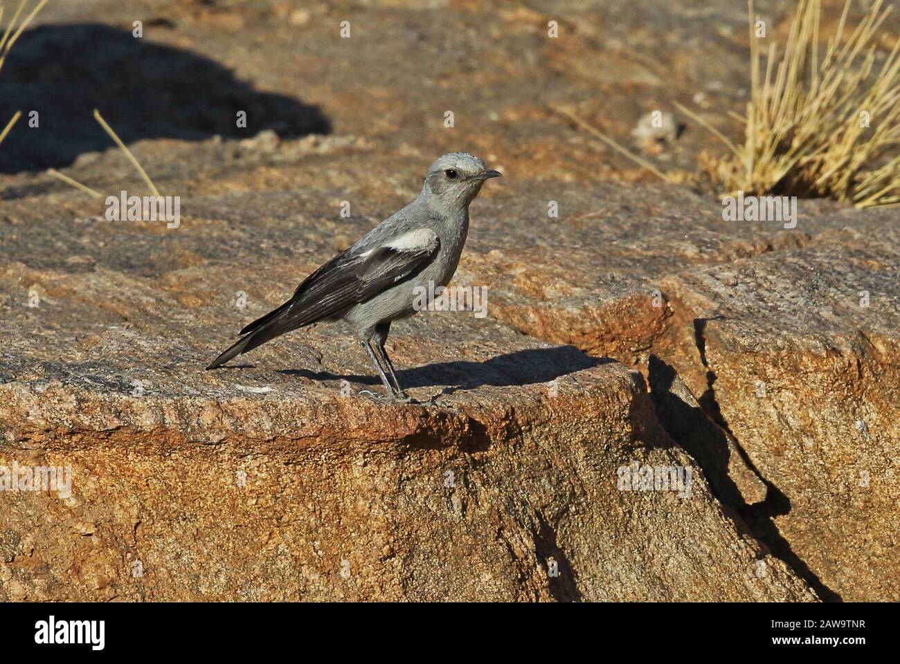 Mountain Wheatear (Myrmecocichla monticola monticola) gray morph adult perched on rocck outcrop  Augrabies Falls National Park, South Africa Stock Photo