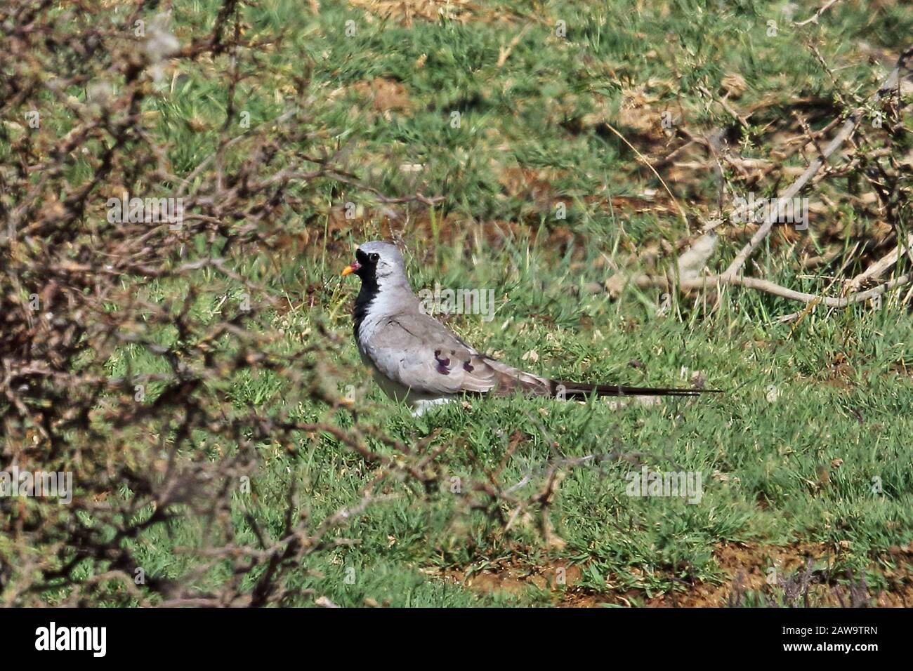 Namaqua Dove (Oena capensis capensis) adult foraging on the ground  Karoo, South Africa                  November Stock Photo