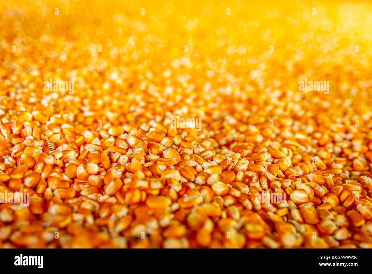 Raw sweet yellow corn with golden background Stock Photo