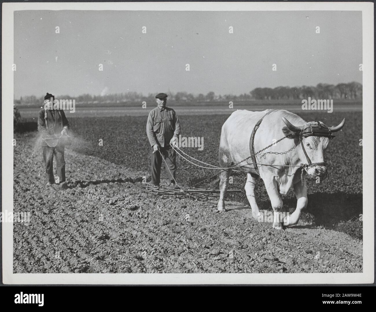 War, liberation and capitulation I  Plowman with oxen and sower to work on the country Date: undated Stock Photo