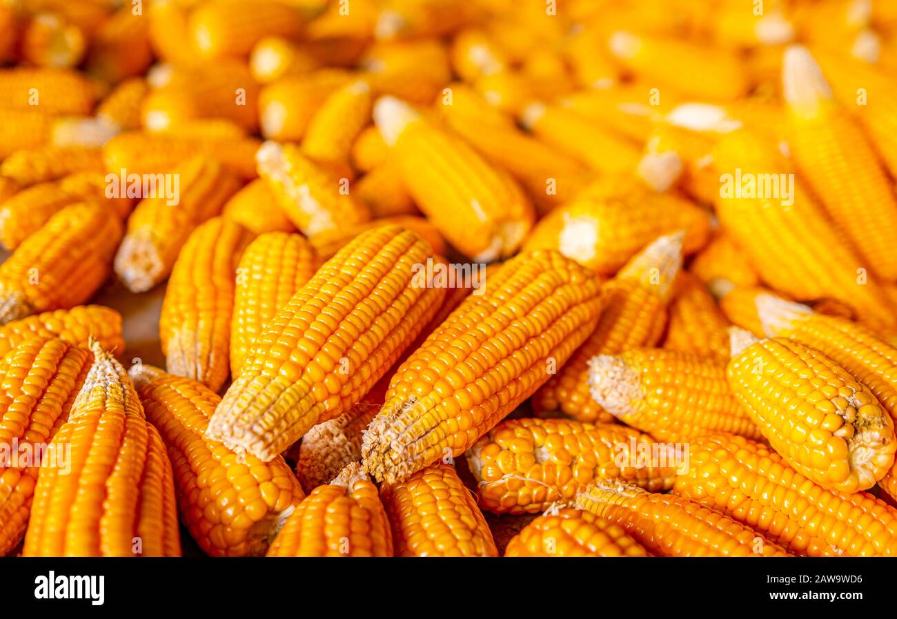 Raw sweet yellow corn, local market Stock Photo