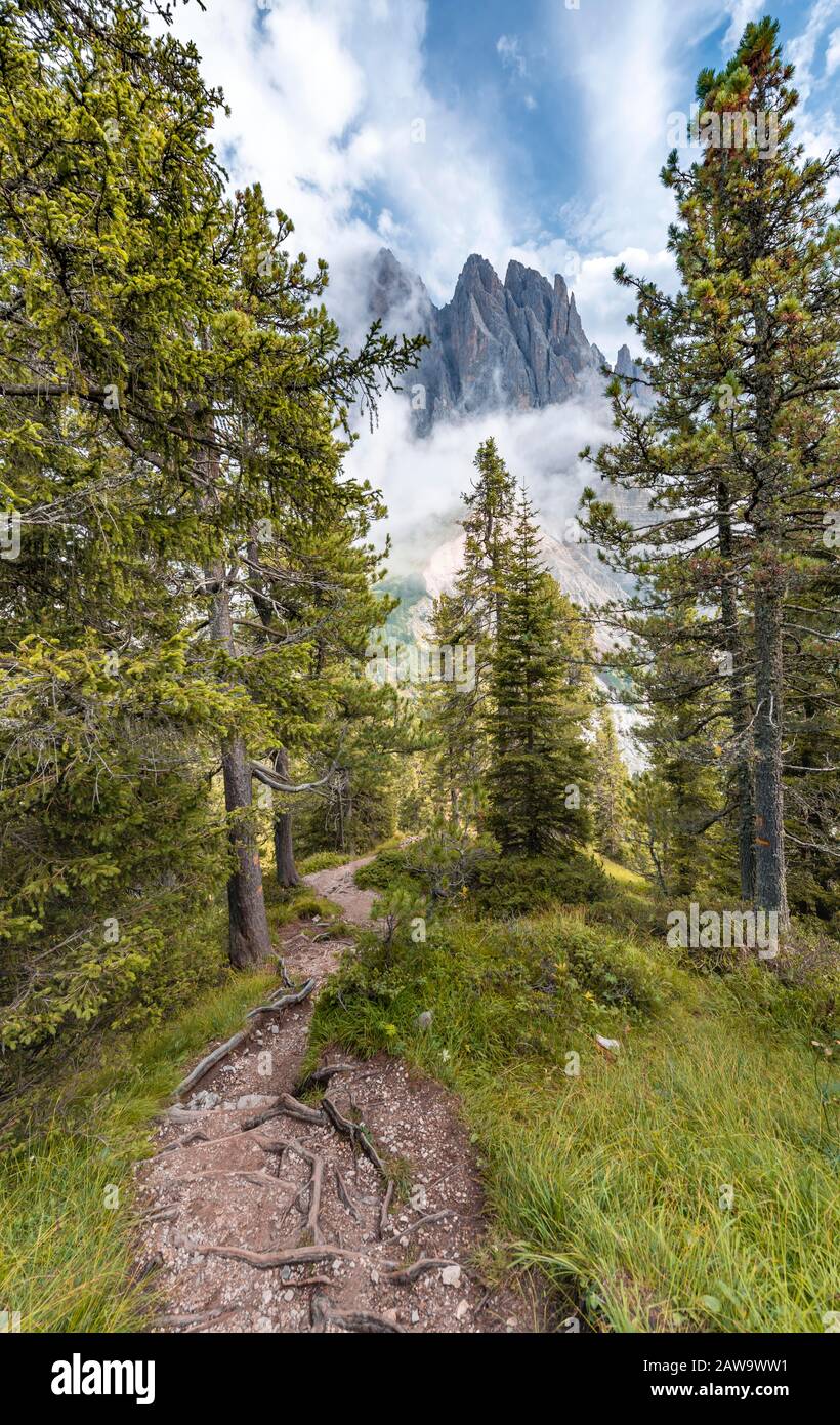 Hiking trail in the forest, behind Sass Rigais, Parco Naturale Puez Odle, South Tyrol, Italy Stock Photo