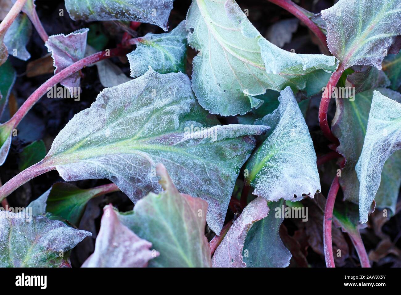 Frosted leaves of Bergenia 'Bressingham Ruby' in winter. UK Stock Photo