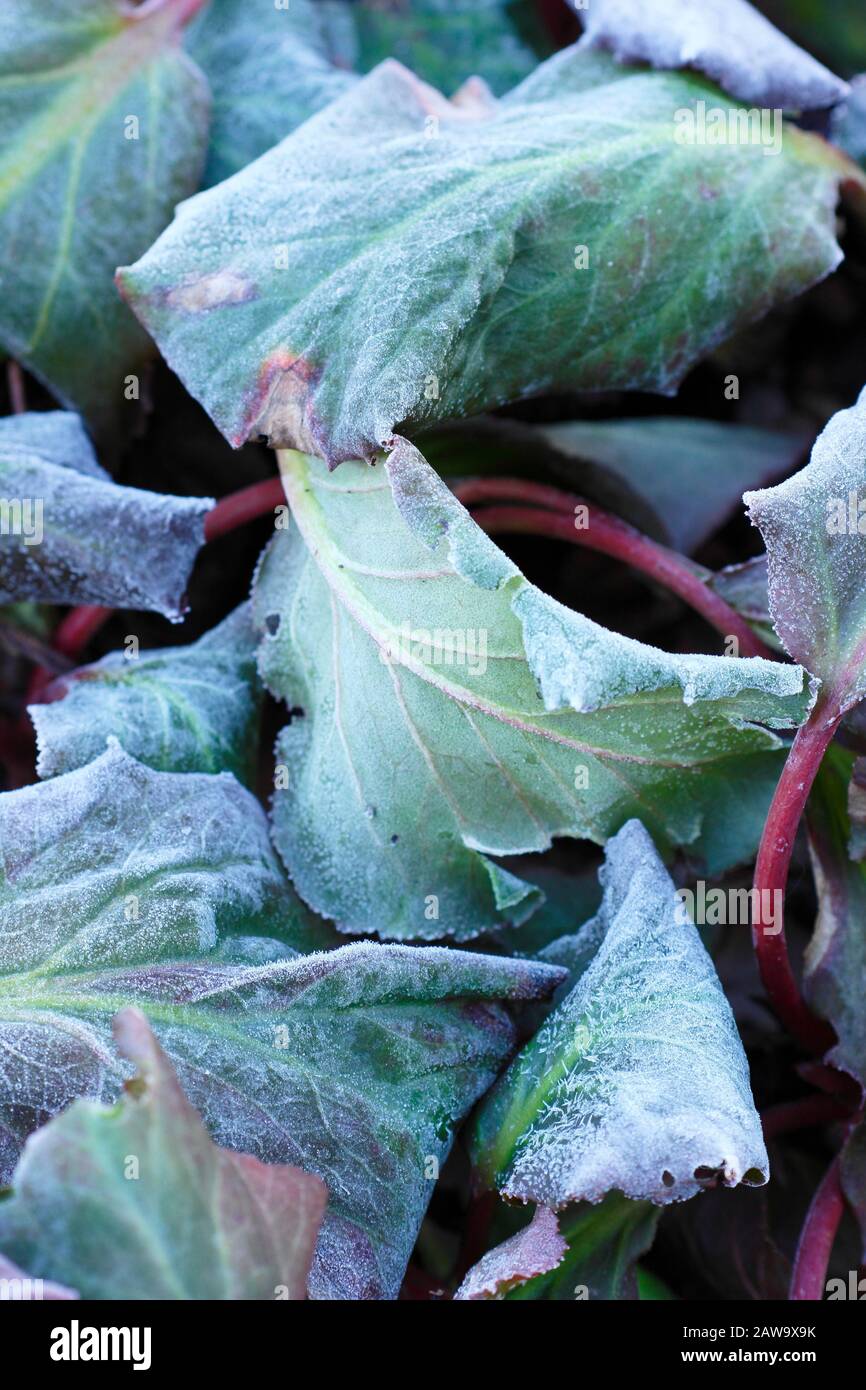Frosted leaves of Bergenia 'Bressingham Ruby' in winter. UK Stock Photo