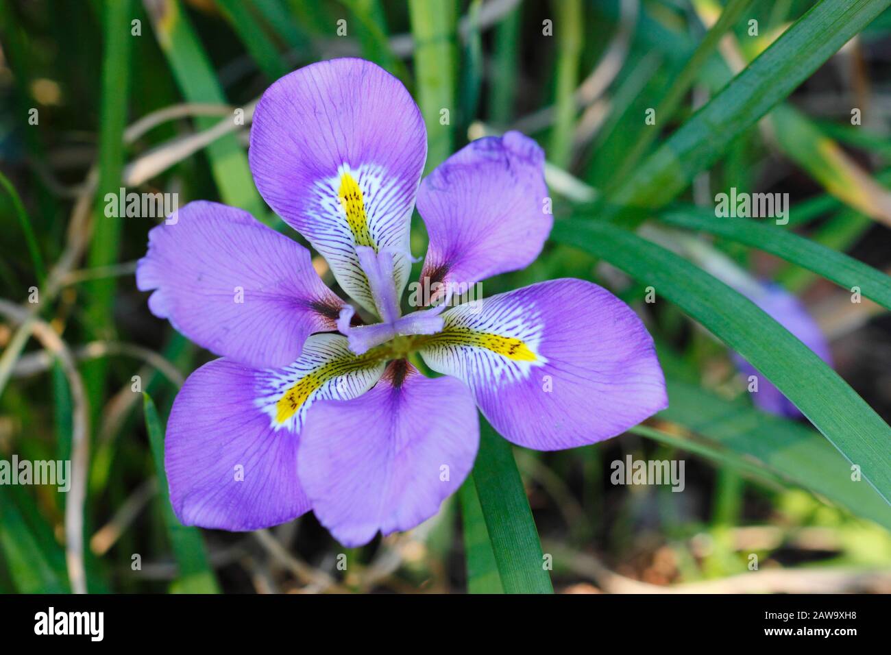 Iris unguicularis. Deep violet blooms of the Algerian iris in winter - January. UK Stock Photo