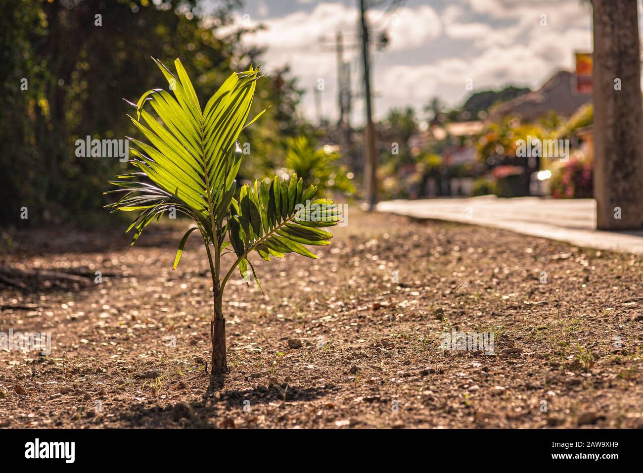 Little palm tree near the street Stock Photo Alamy