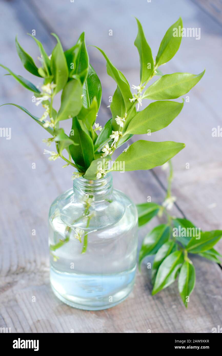 Sarcococca vase hi-res stock photography and images - Alamy