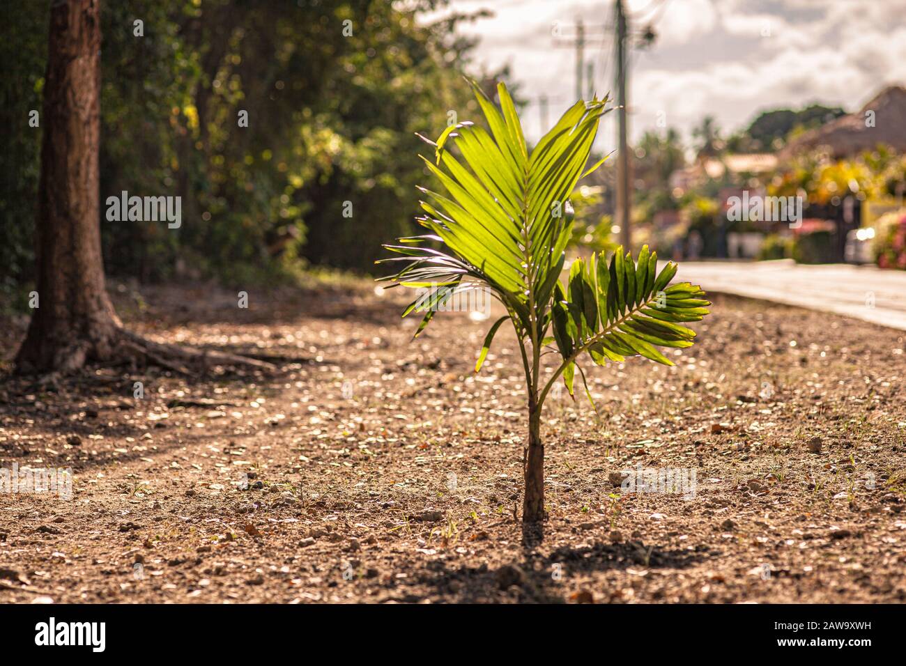 Little palm tree near the street Stock Photo Alamy