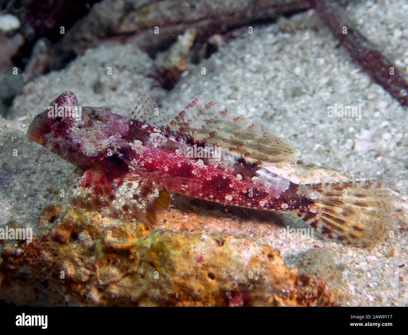 A close up of a Bartel's Dragonet (Synchiropus bartelsi) Stock Photo