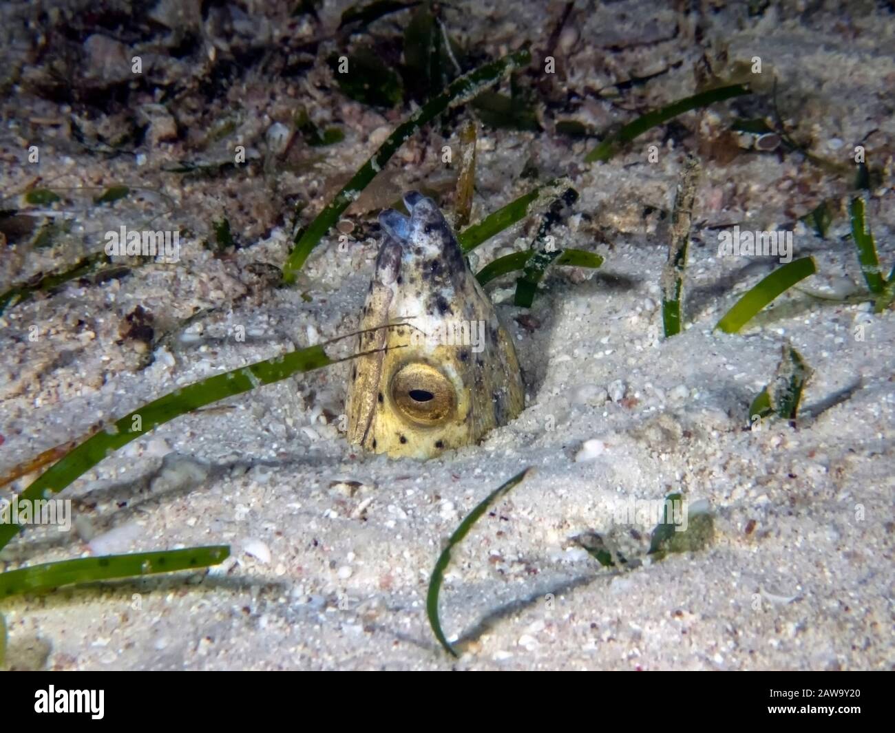 Black-finned Snake Eel (Ophichthus melanochir Stock Photo - Alamy