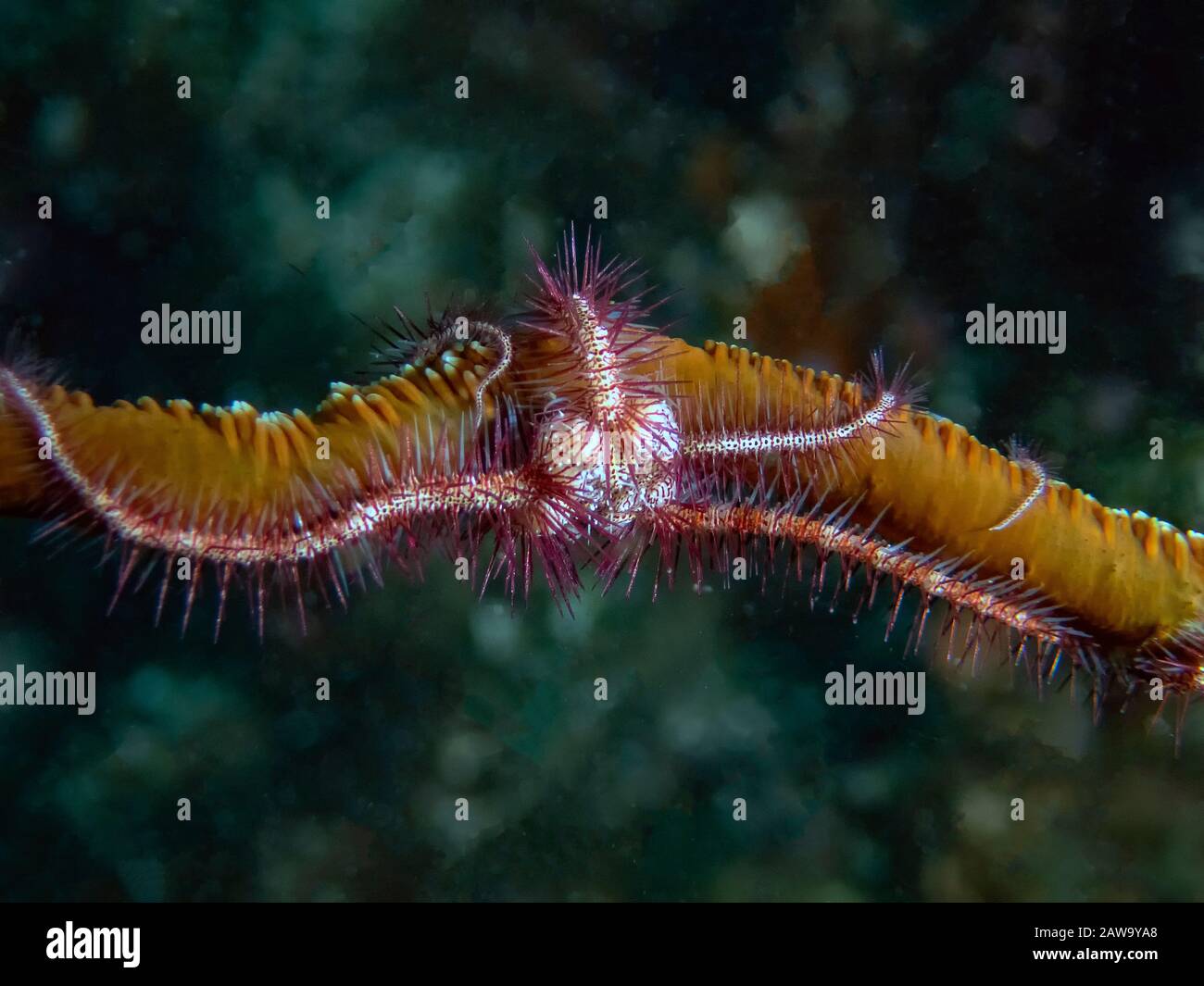 A Brittle Sea Star (Ophiuroidea sp.) Stock Photo