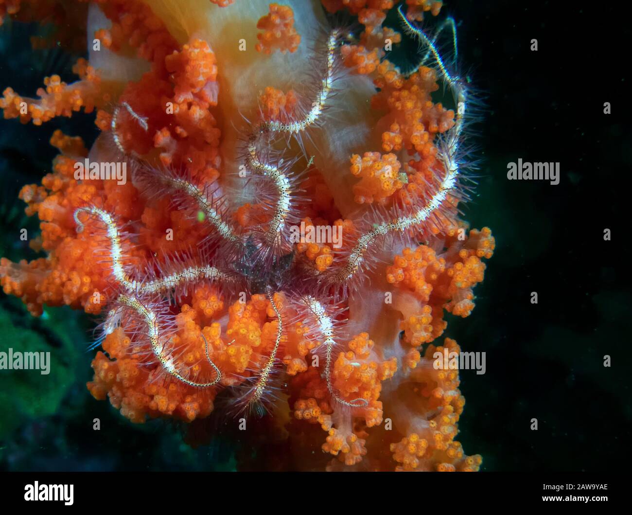 A Brittle Sea Star (Ophiuroidea sp.) Stock Photo