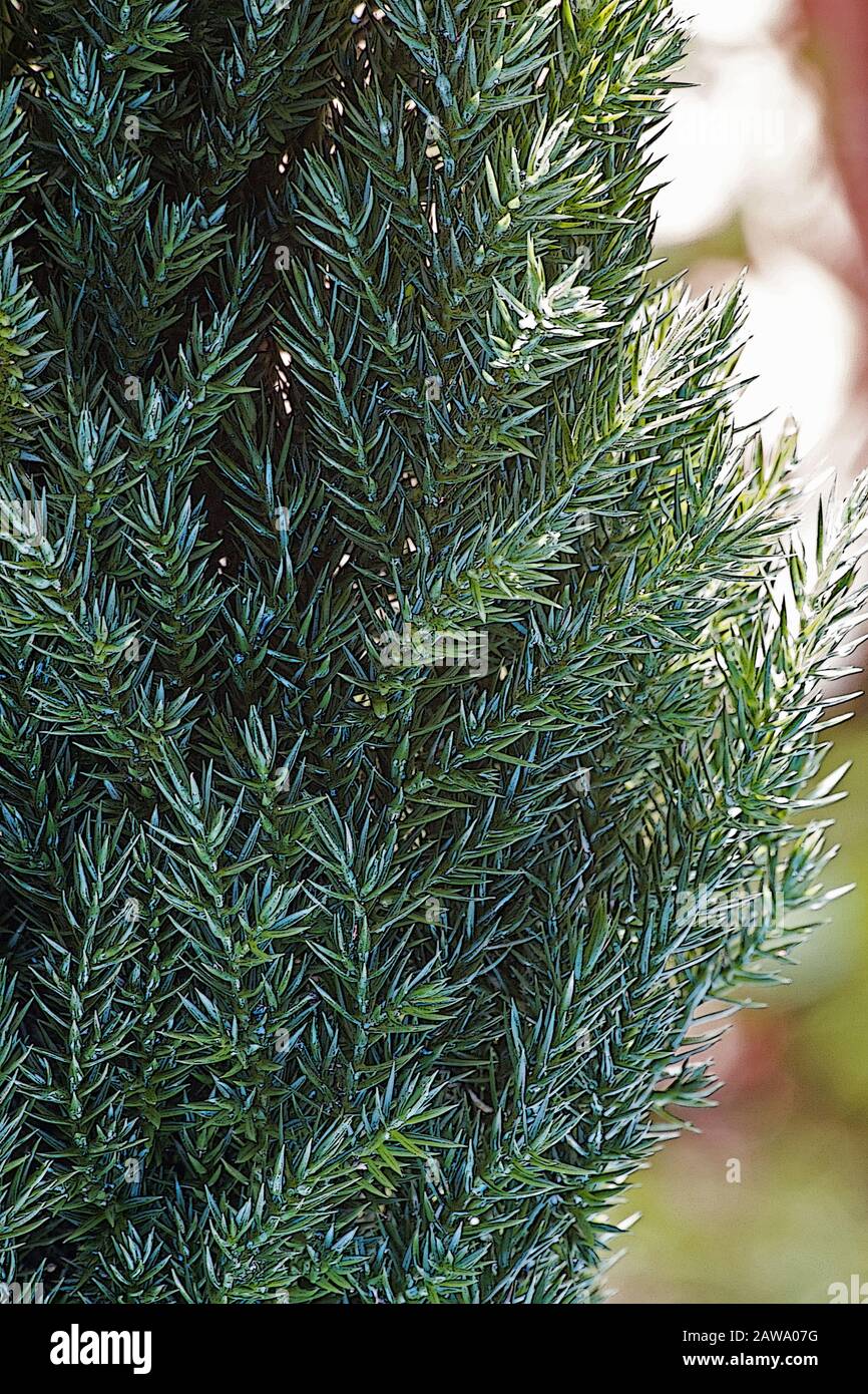 Pine tree close up Stock Photo
