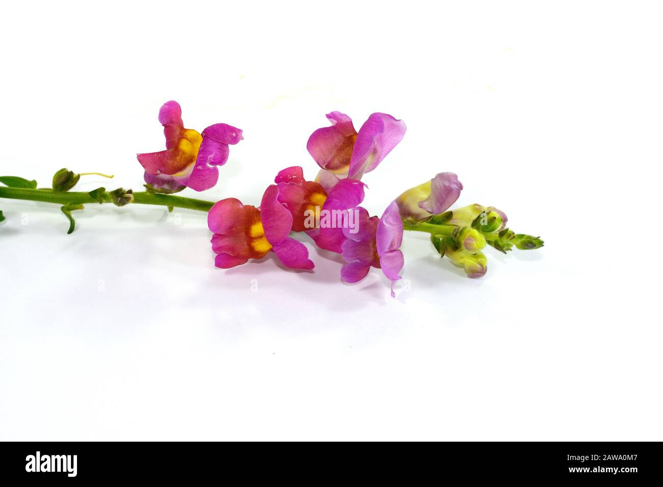 Close-up of yellow, pink and orange flowers of snapdragon (Antirrhinum majus) isolated against a white background Stock Photo
