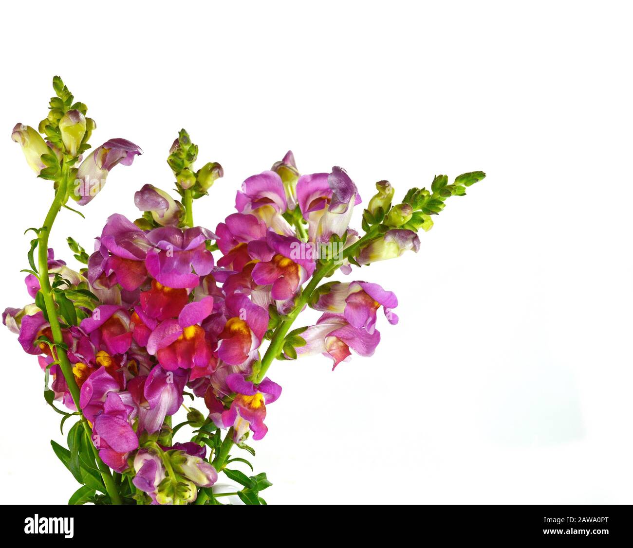 Close-up of yellow, pink and orange flowers of snapdragon (Antirrhinum majus) isolated against a white background Stock Photo