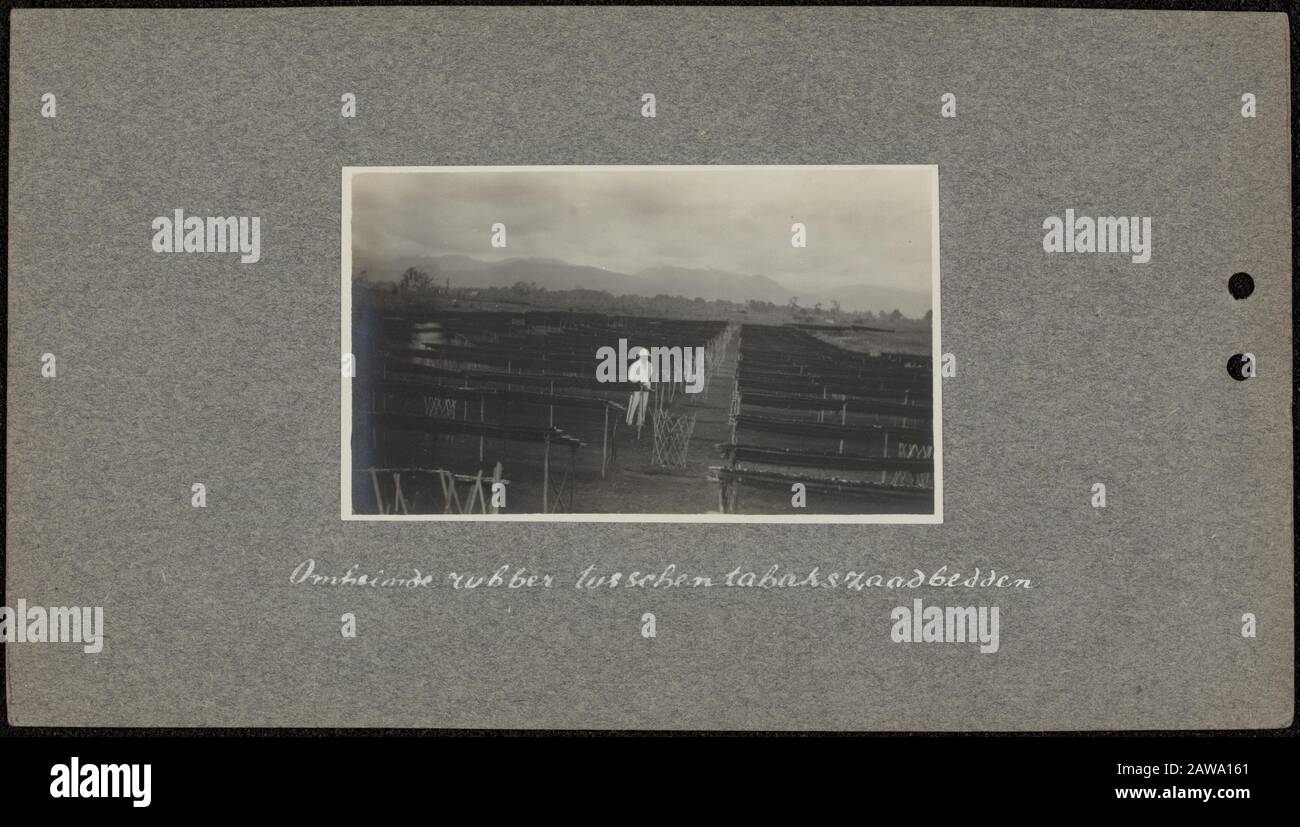 Photo album Deli Company: Poelau Rambong Rubber description: Man in white tropical suit with tropenhelm between planting of young rubber trees. Among rows of roofs of leaves of coconut trees are tobacco seed beds. a mountain range Annotation to horzizon: Enclosed rubber between tobacco seed beds Date: 1922 Location: Indonesia, Dutch East Indies, Puleau Rambong, Sumatra Keywords: crops, plantations, rubber Stock Photo