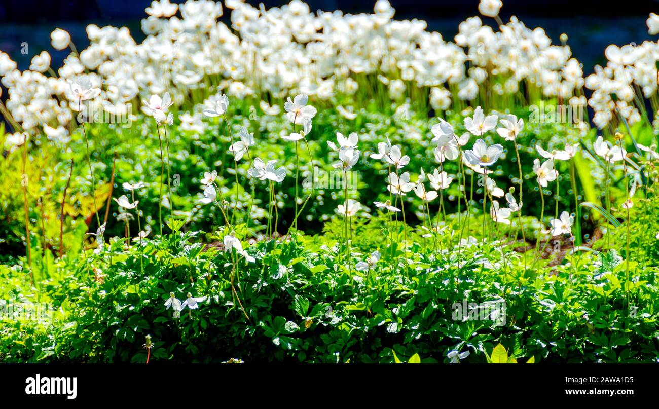 white blossoms on long stems above green leafage in sunshine Stock Photo