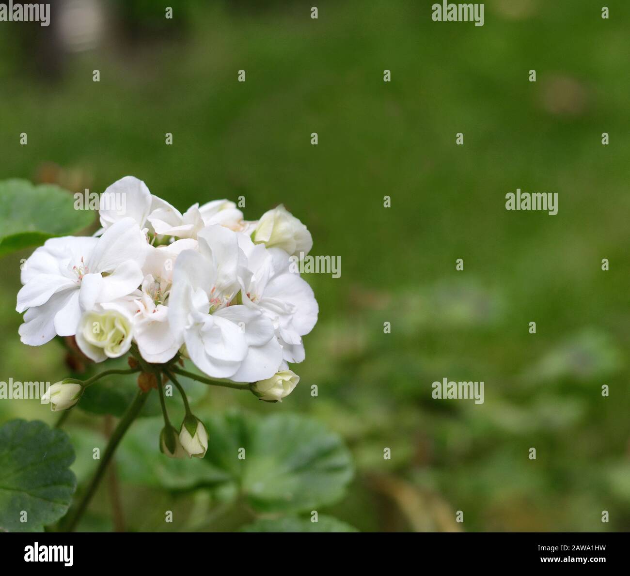 White Geranium Pelargonium Flowers in the garden Stock Photo - Alamy