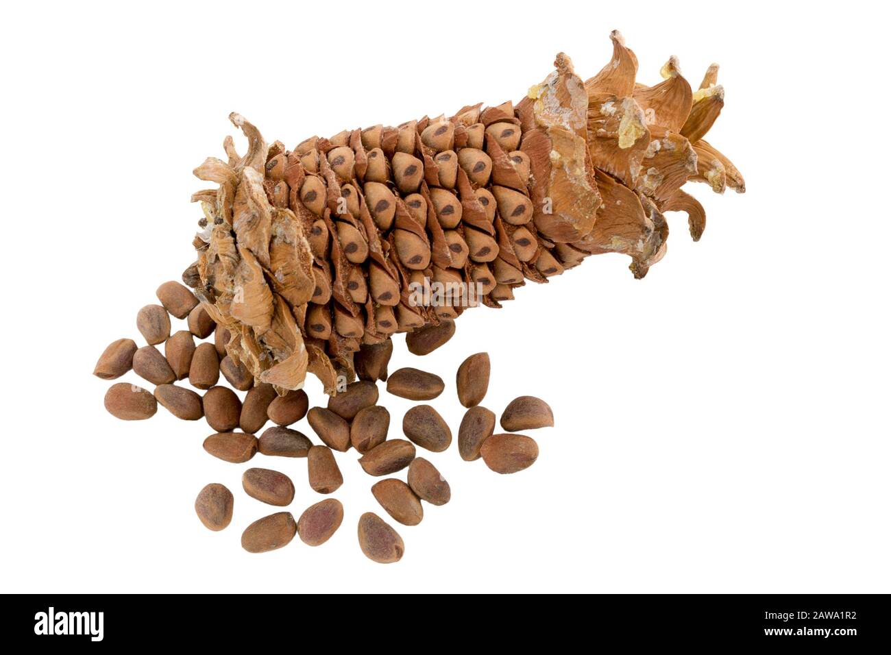 Cone isolated. Peeled cedar cone with nuts. Cedar pine nuts. Cones of a Manchurian cedar (Korean pine). Ripe resinous cones. Russia. Far East. Stock Photo