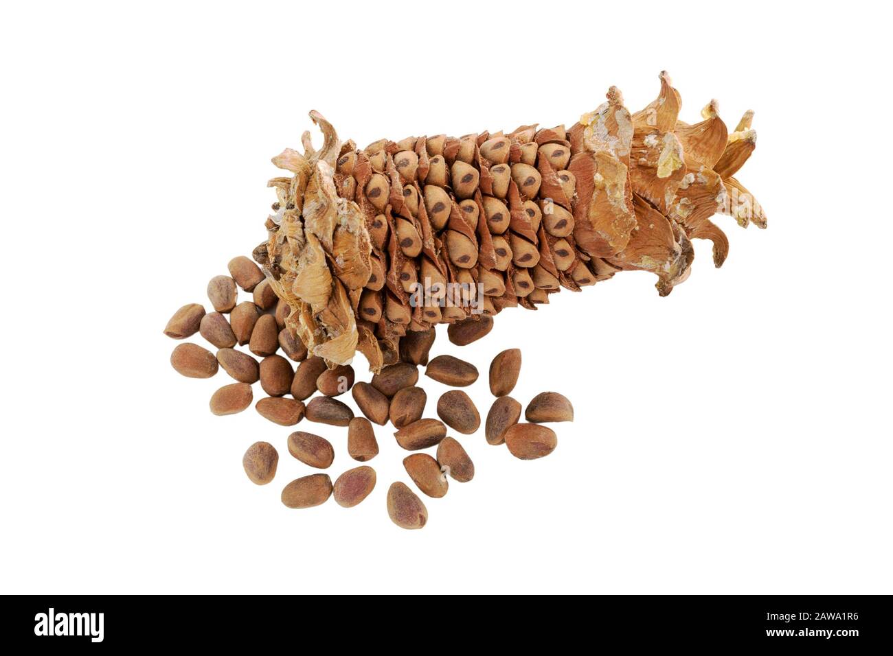 Cone isolated. Peeled cedar cone with nuts. Cedar pine nuts. Cones of a Manchurian cedar (Korean pine). Ripe resinous cones. Russia. Far East. Stock Photo