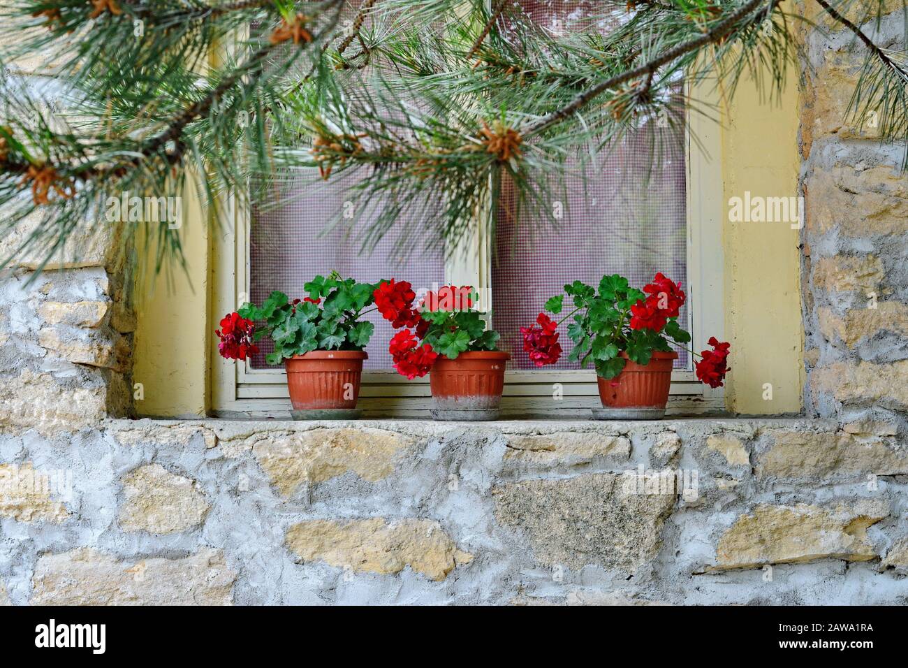 Window with red geranium on a stone house Stock Photo - Alamy