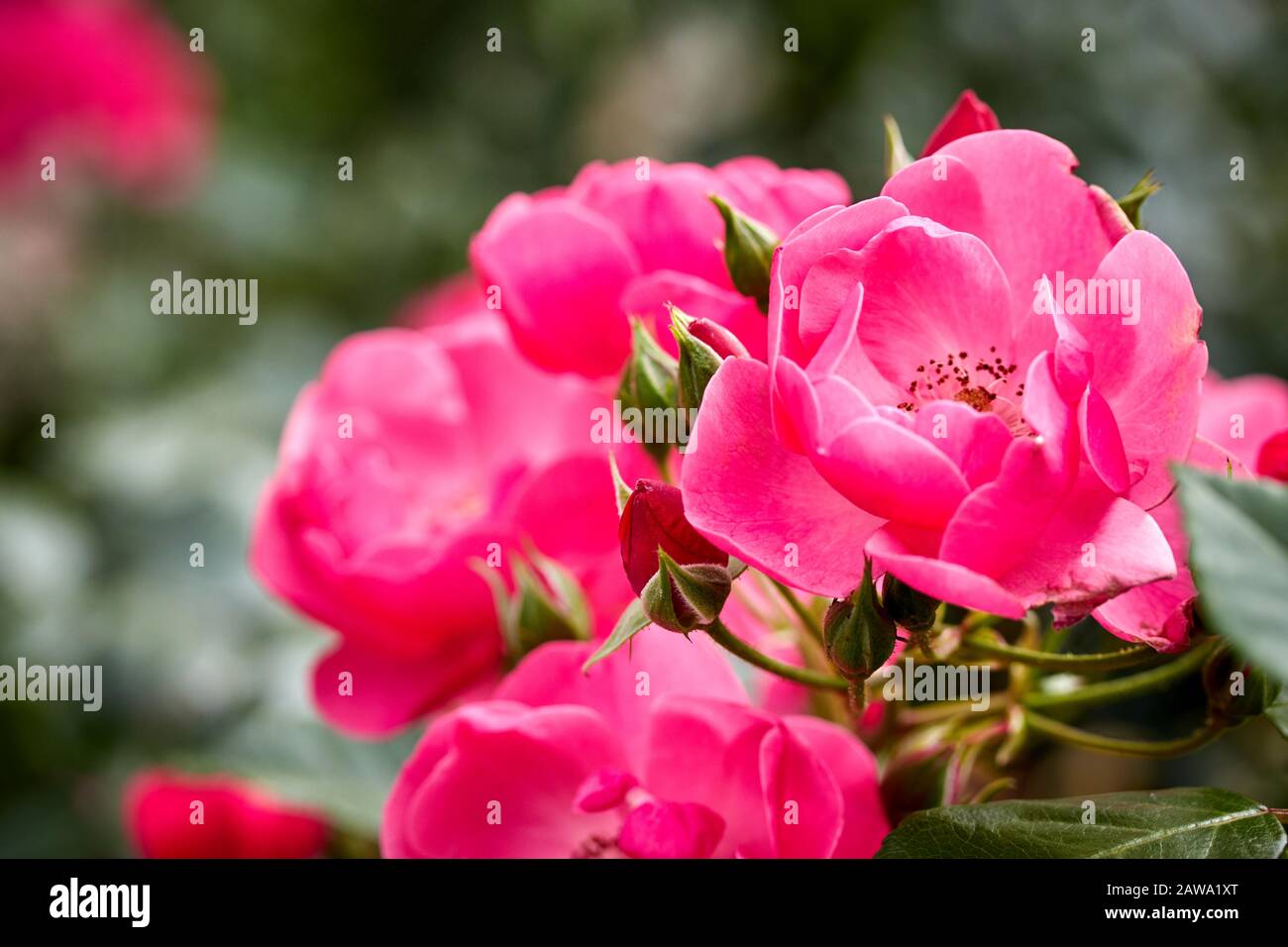 Beautiful Fresh Pink Rose Buds On A Bush Tree Stock Photo Alamy