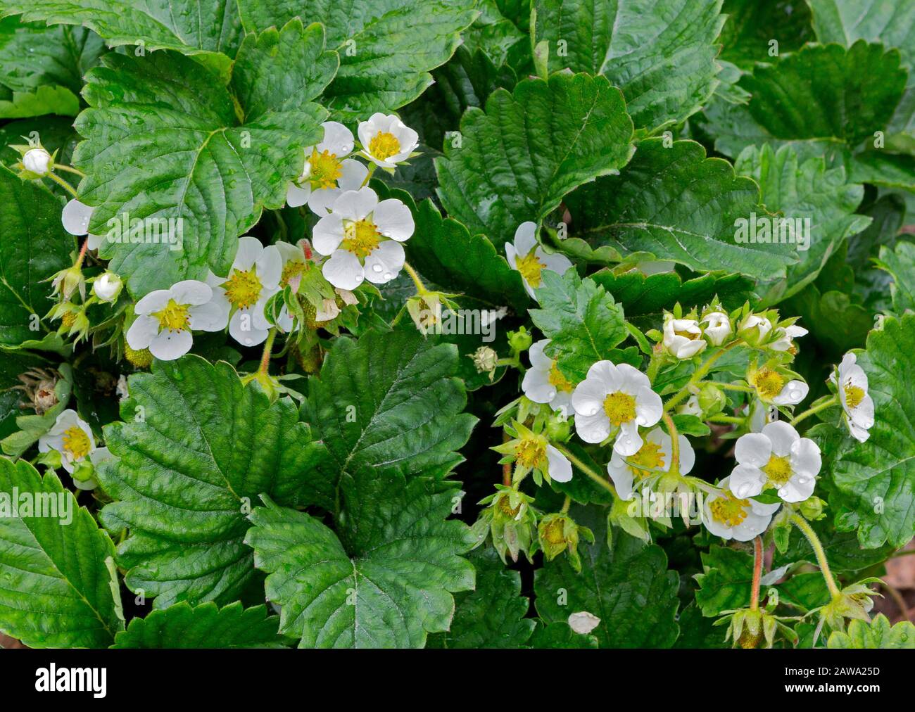 Strawberry plant. Blossoming  of  strawberry.  Wild stawberry bushes.  Strawberries in growth at garden. Wild strawberry (Fragaria vesca) flower. Stock Photo