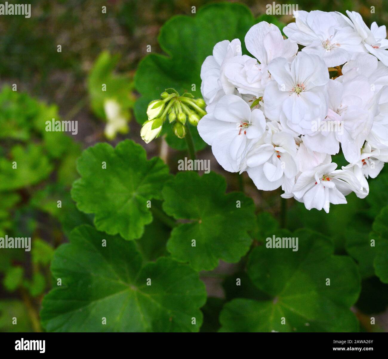 White Geranium Pelargonium Flowers in the garden Stock Photo - Alamy