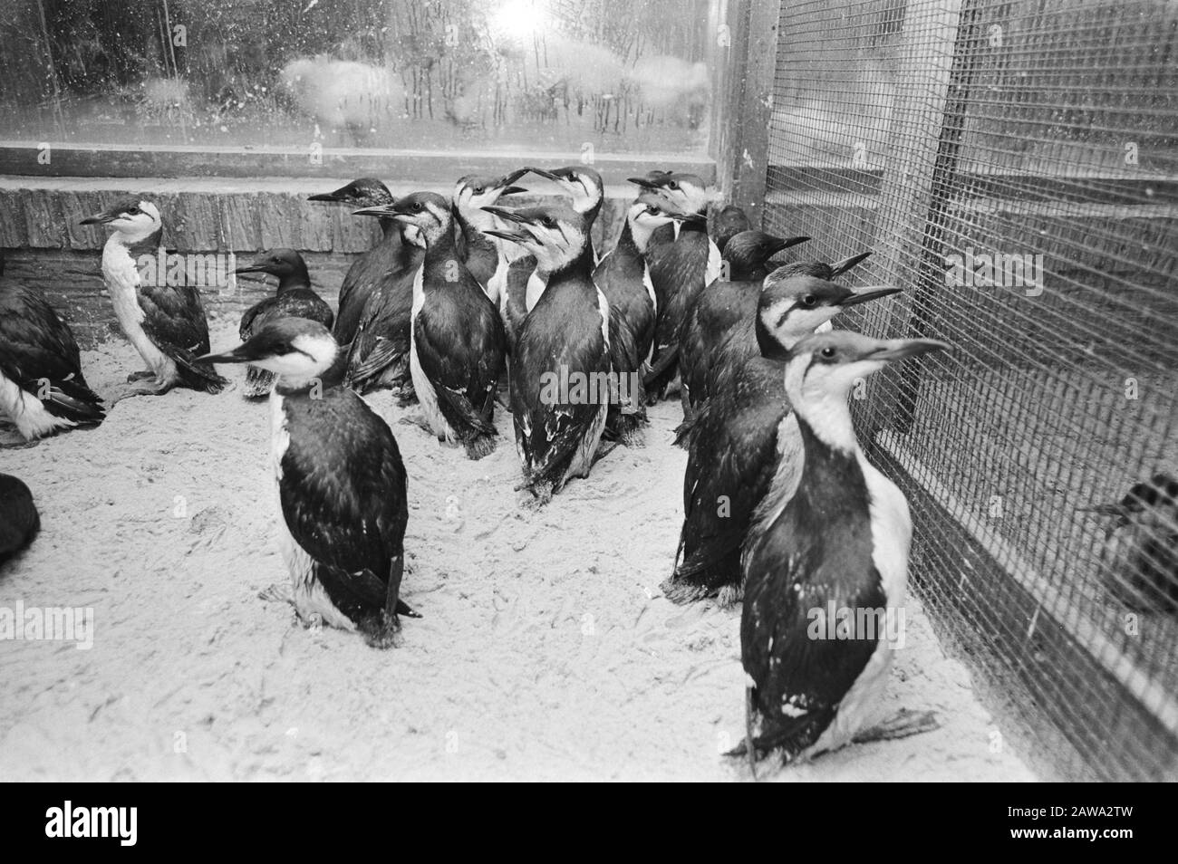 Washing bird oil spill Black and White Stock Photos & Images - Alamy