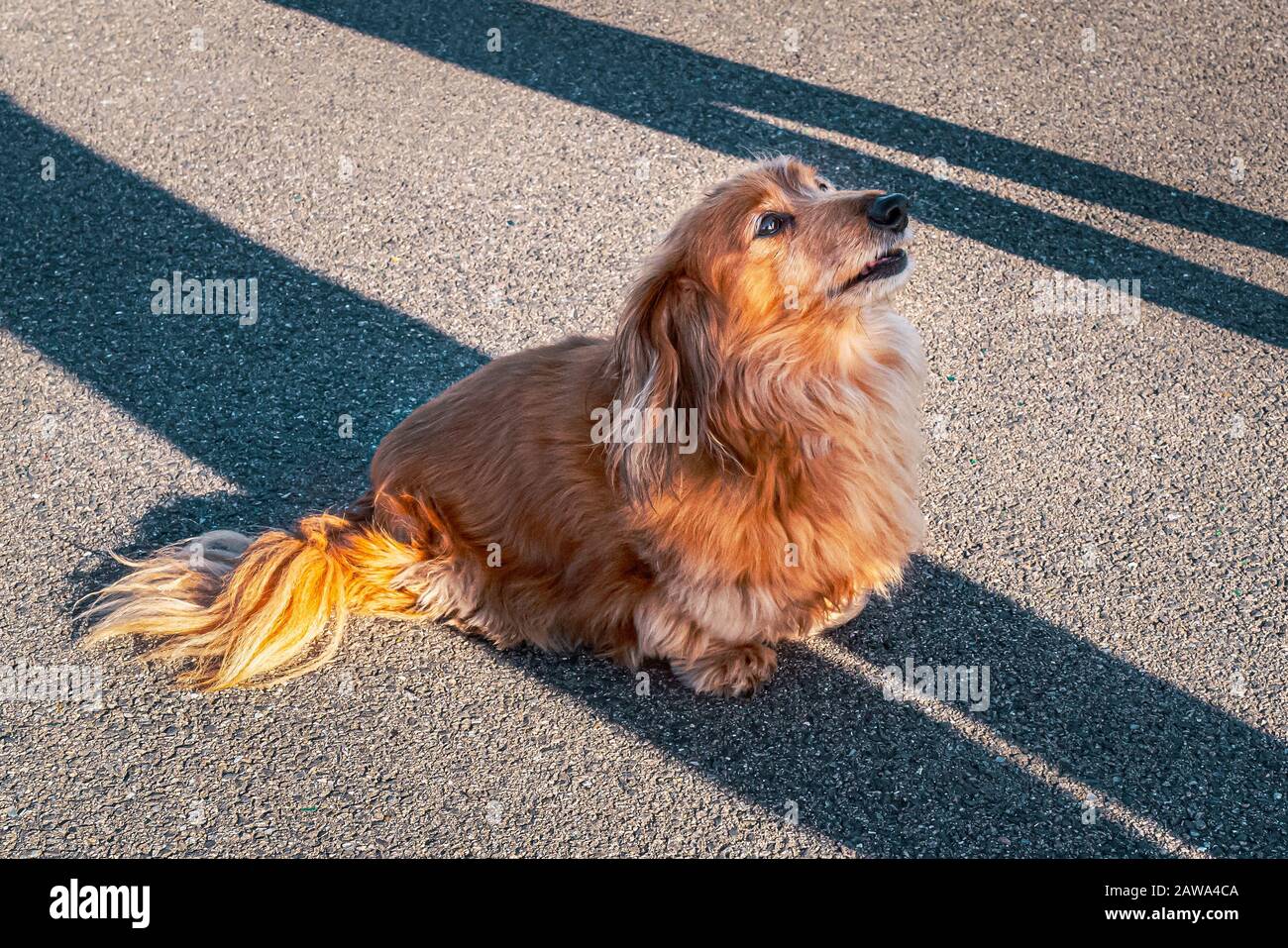 Miniature Long Hair Dachshund Stock Photos Miniature Long Hair