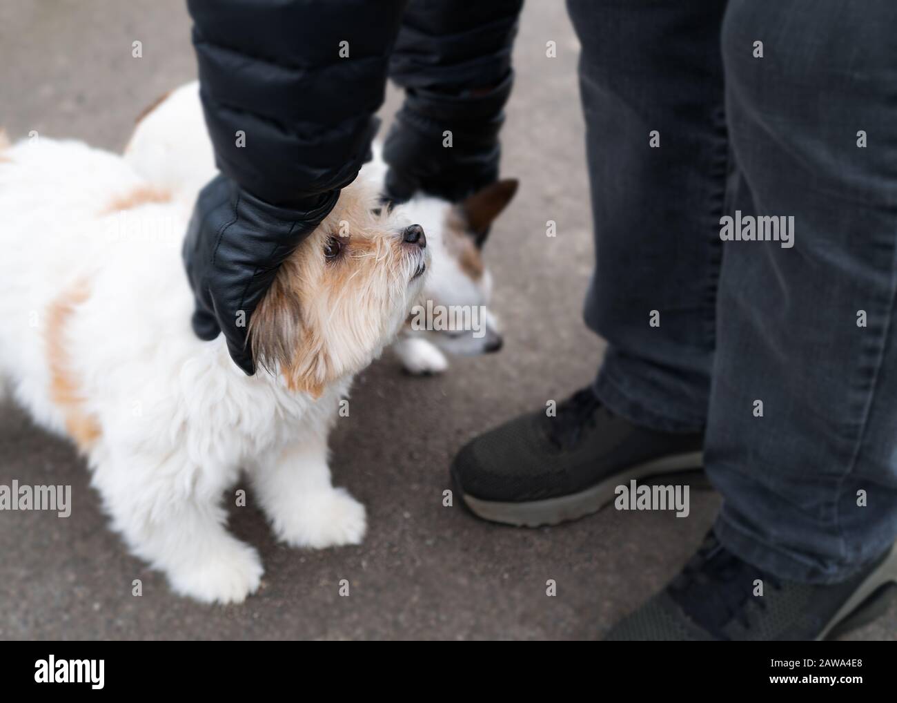 Cute fluffy dog looks up as he is being stroked by a man outside on tarmac during a dog walk. A Jack Russell terrier is next to him also being fussed. Stock Photo