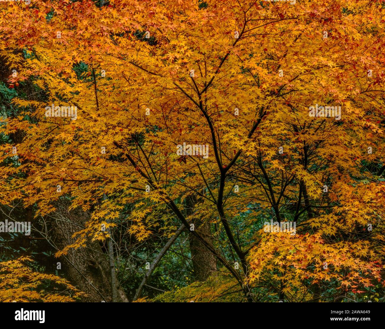 Japanese Maple, Acer Palmatum, Cypress Garden, Mill Valley, California Stock Photo