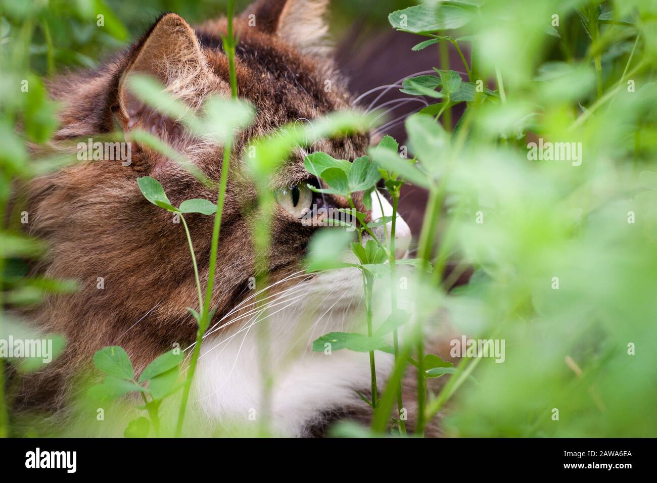 closup of a beautiful fluffy cat hiding under tall grass. he has green eyes. looking ahead Stock Photo