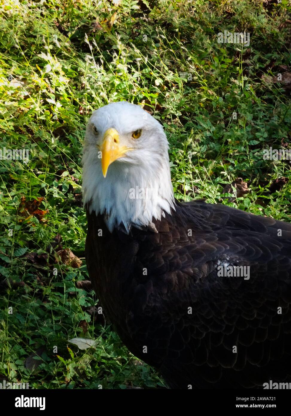Beautiful portrait of bald eagle looking into the camera and standing on a green meadow. Majestic bird symbolizing pride and patriotism. Sunny day, no Stock Photo