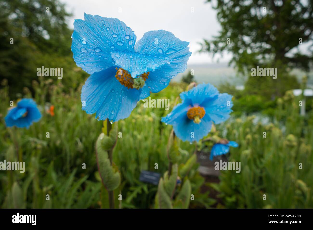Closeup Of Beautiful Blue Flowers In Meadow With Raindrops Running Down The Petals Rainy Weather Blurry Trees In Background No People Stock Photo Alamy