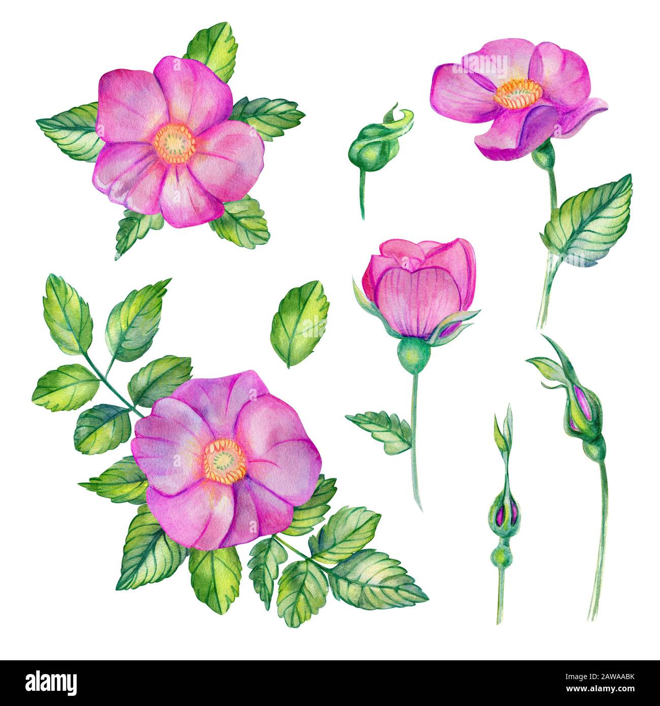 Watercolor set with wild rose. Pink flowers, leaves, buds and bouquet ...