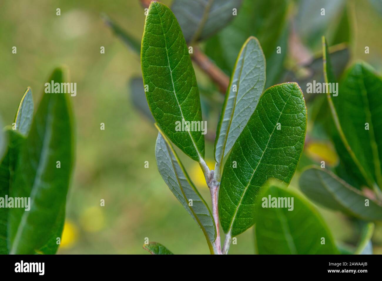 A close upon the leaves of the native New Zealand Feijoa, or Acca sellowiana. Stock Photo