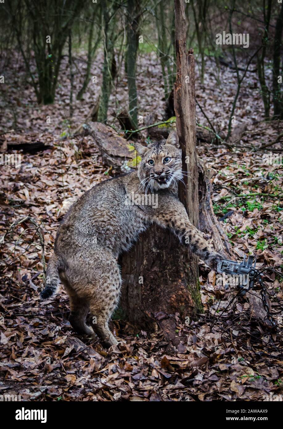 Bobcat feline caught by trapper in live trap.  Wildlife predator trapped in foothold trap. Management and recreational sport activity, animal trapping Stock Photo