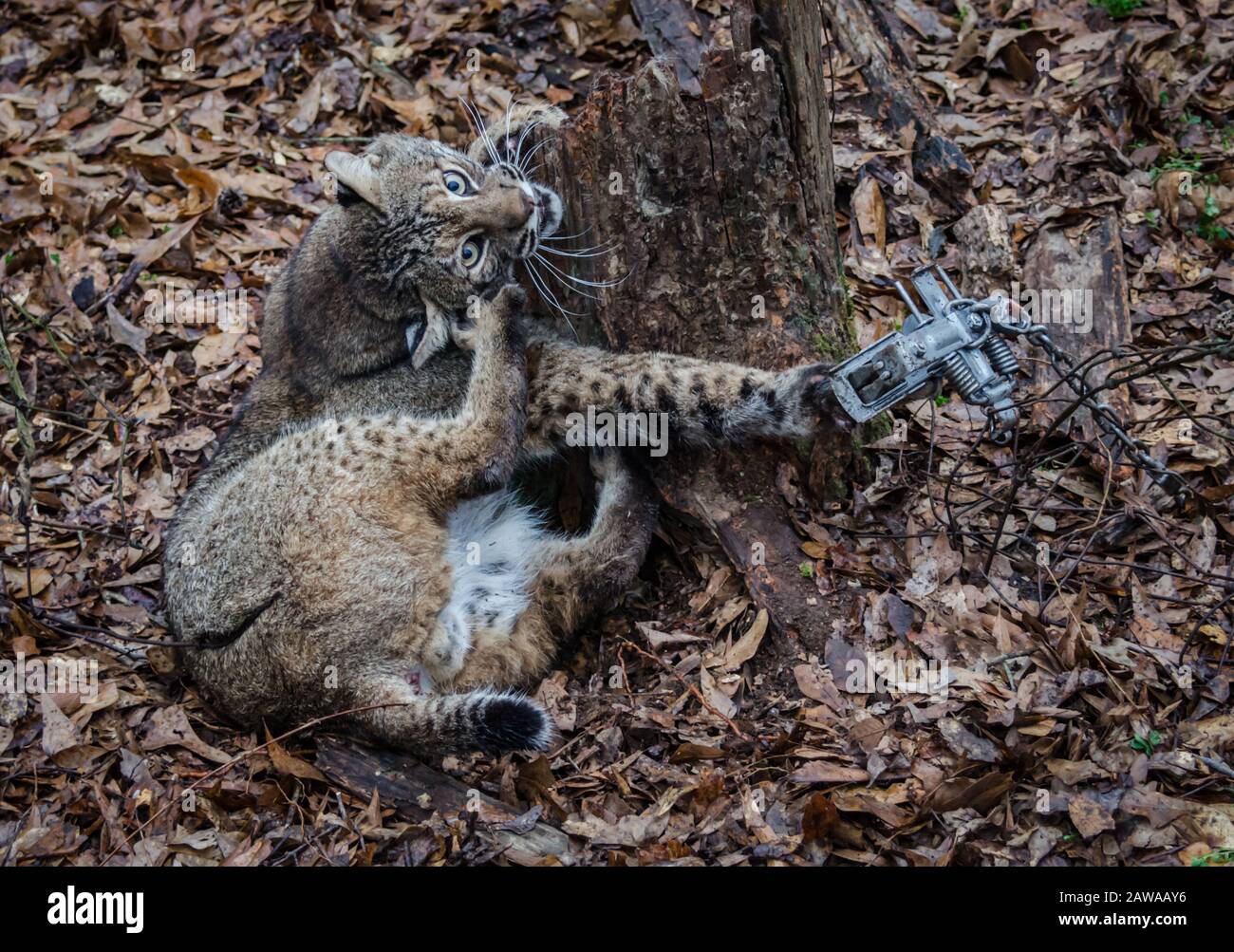 Bobcat feline caught by trapper in live trap.  Wildlife predator trapped in foothold trap. Management and recreational sport activity, animal trapping Stock Photo