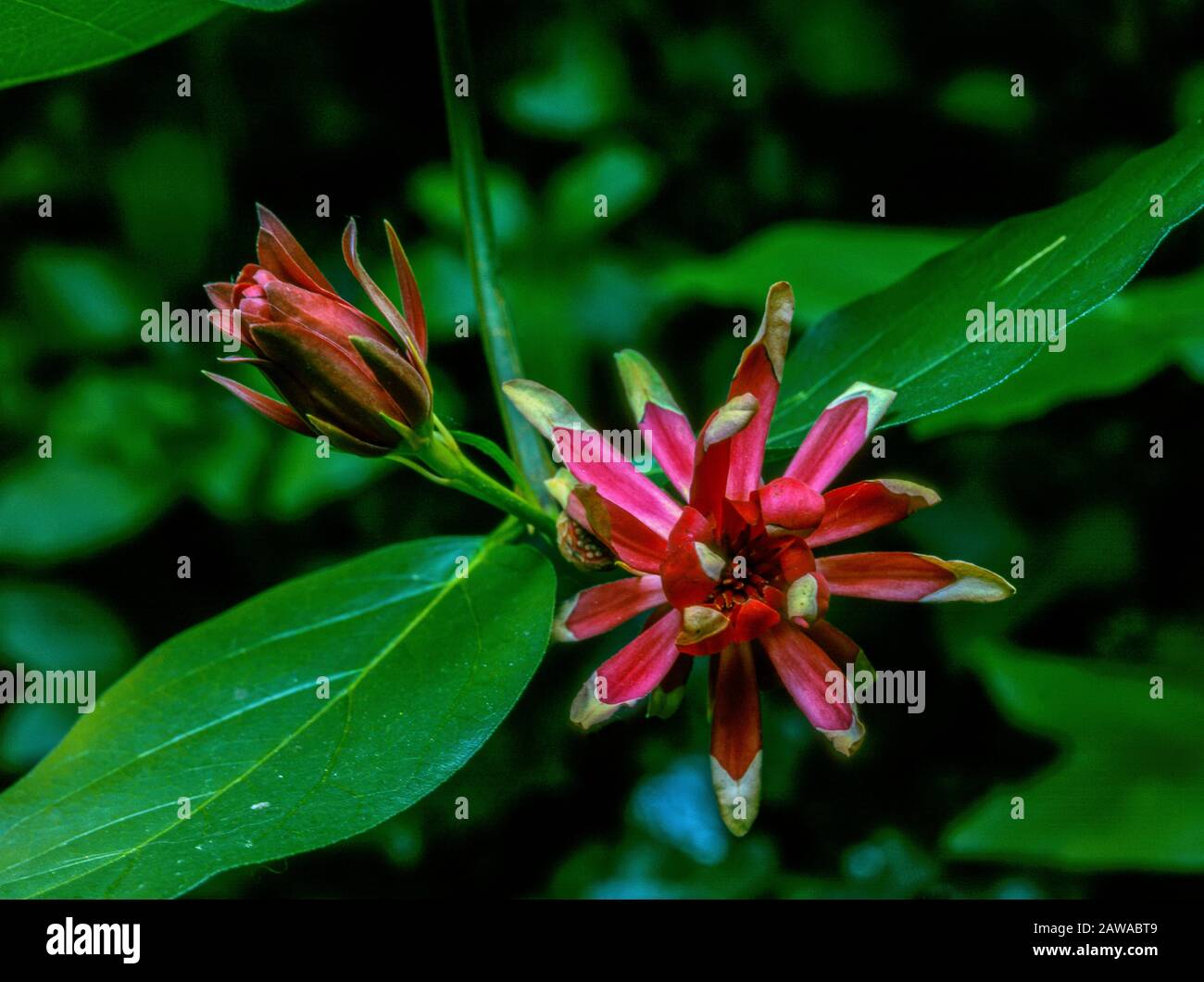 California Spice Bush, Calycanthus occidentalis, Cypress Garden, Mill Valley, California Stock Photo