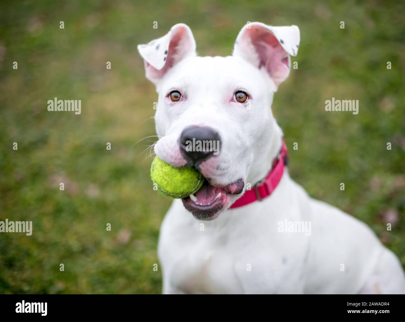 A white Pit Bull Terrier mixed breed dog holding a ball in its mouth Stock Photo