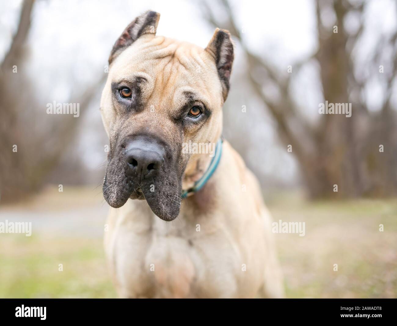 A fawn colored Cane Corso mastiff dog with cropped ears, listening with a head tilt Stock Photo