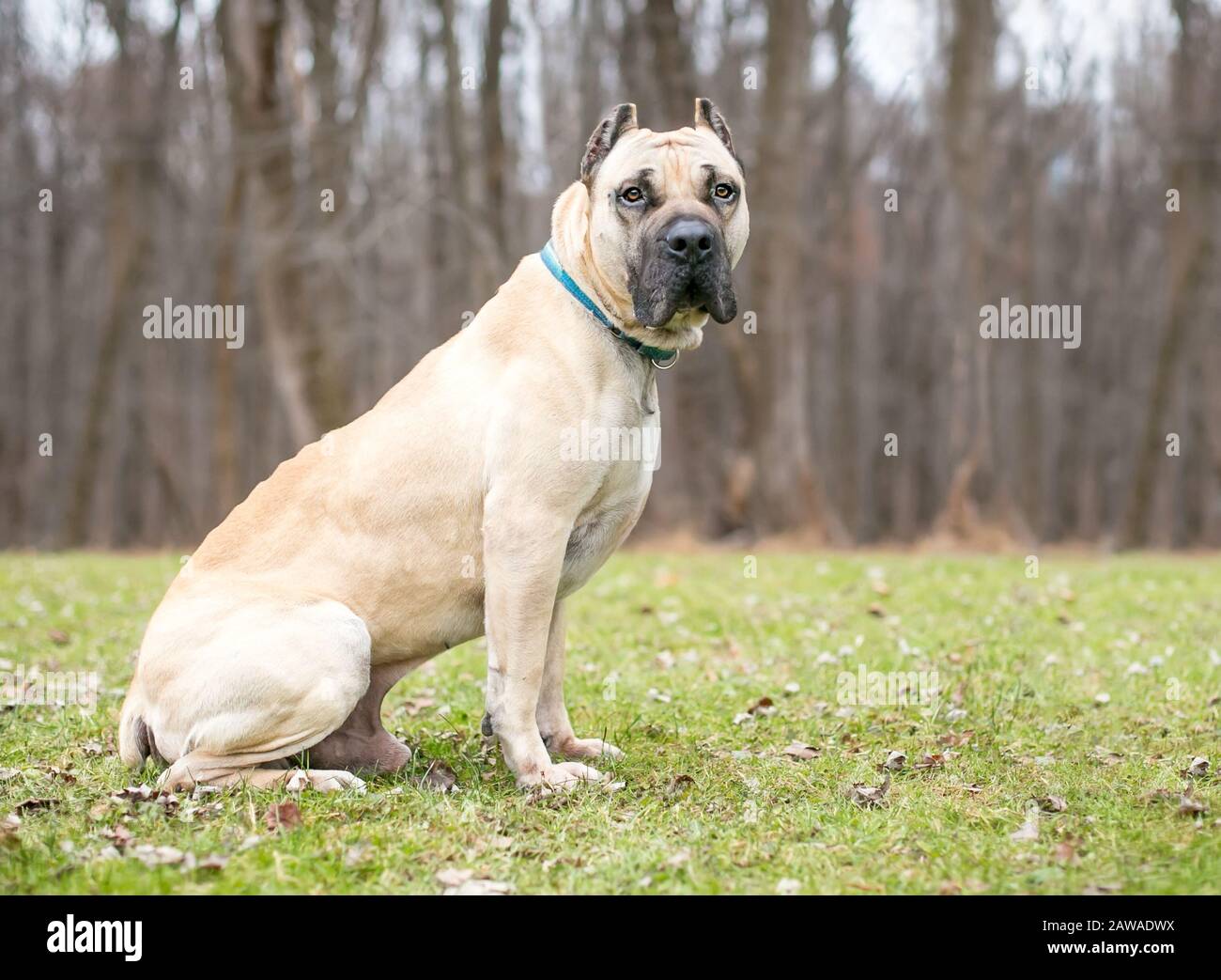 A fawn colored Cane Corso mastiff dog with cropped ears sitting outdoors Stock Photo