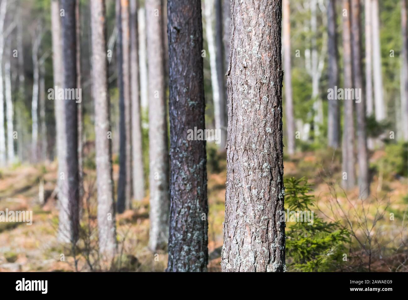 Tree Stem Pine Woods Bark Nature Forest Hi res Stock Photography And tree-stem-pine-woods-bark-nature-forest-hi-res-stock-photography-and