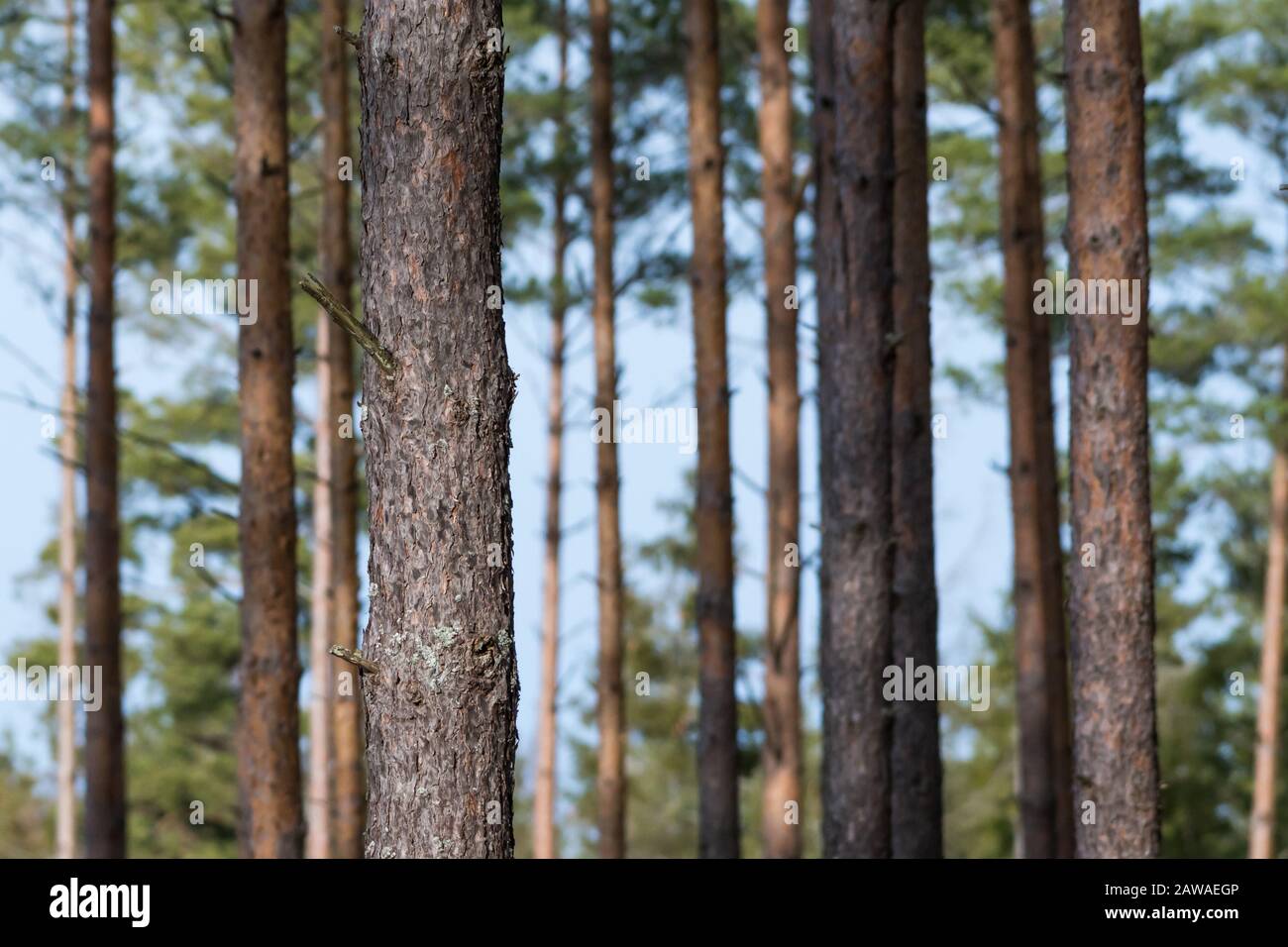 Focus on one pine tree trunk in a bright forest by a blue sky Stock Photo